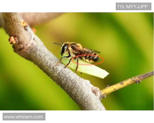 黄蜂的生物特征、生态习性及其在自然界中的重要作用分析
